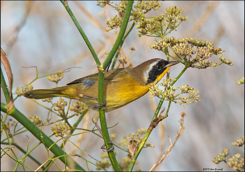 _5SB5585 common yellowthroat.jpg